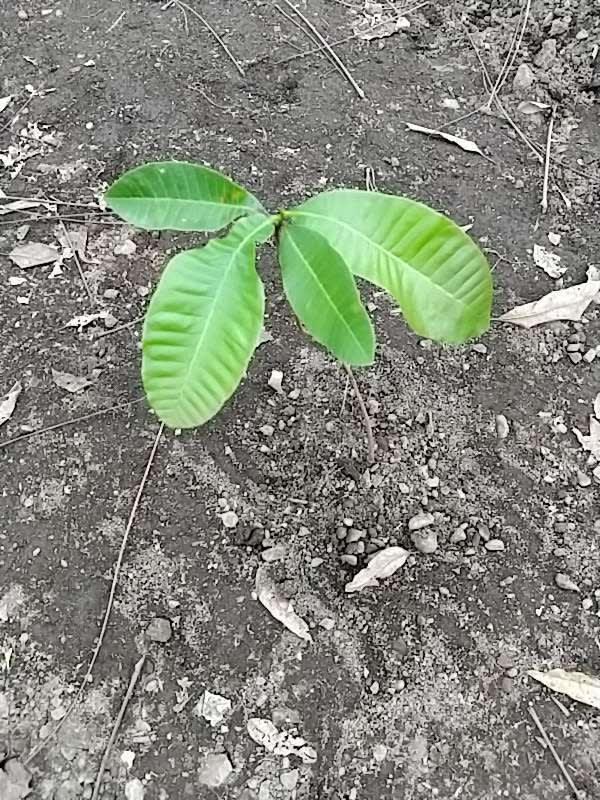 tree image