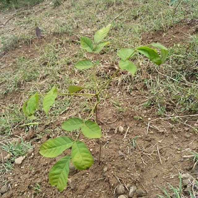 tree image