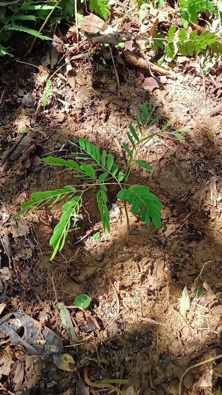 tree image