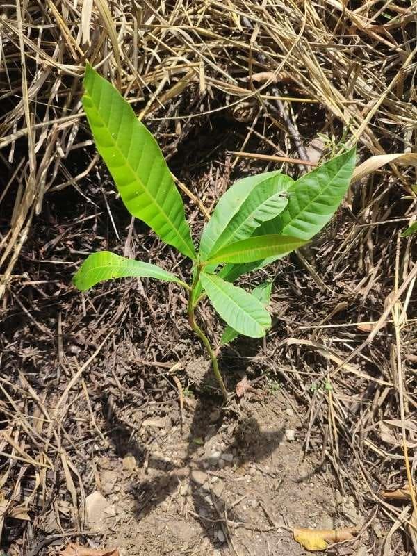 tree image
