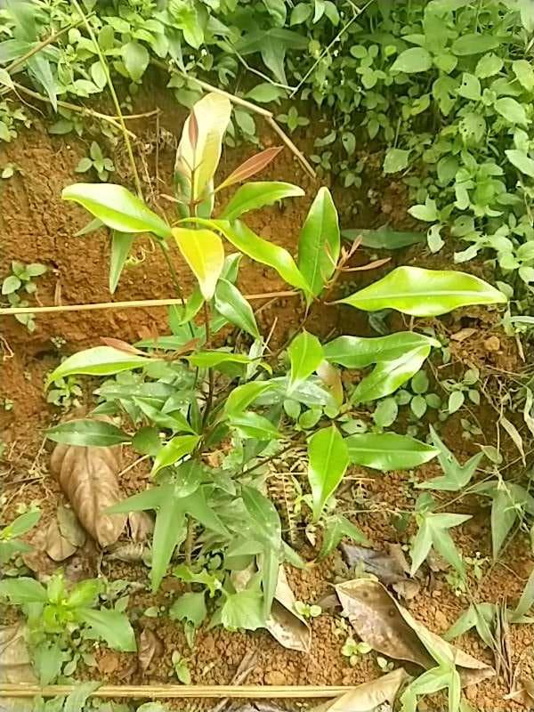 tree image