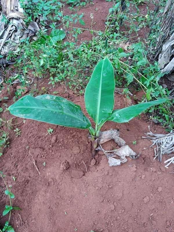 tree image