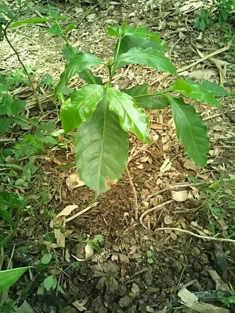 tree image