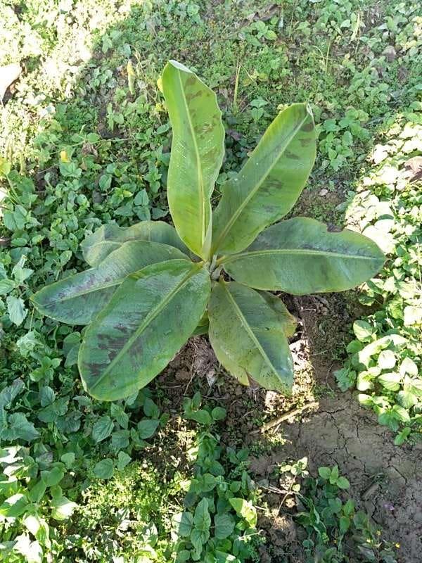 tree image
