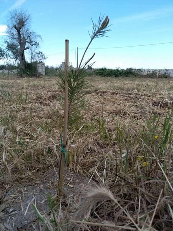 tree image