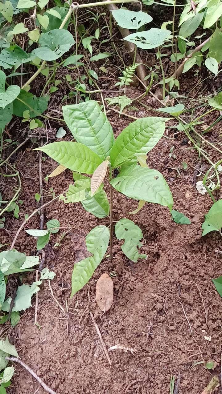 tree image