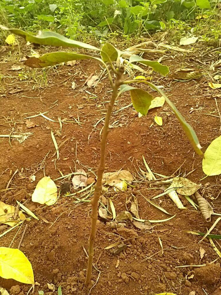 tree image
