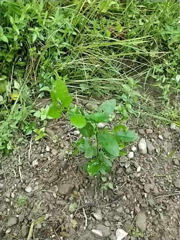 tree image