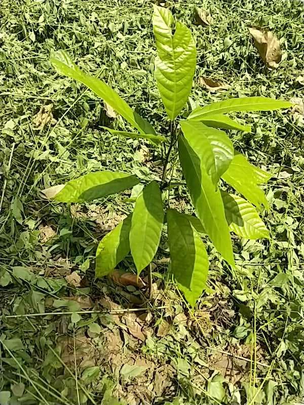 tree image