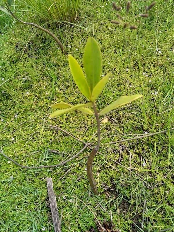 tree image