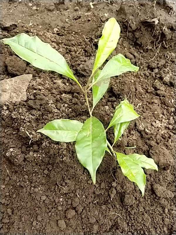 tree image