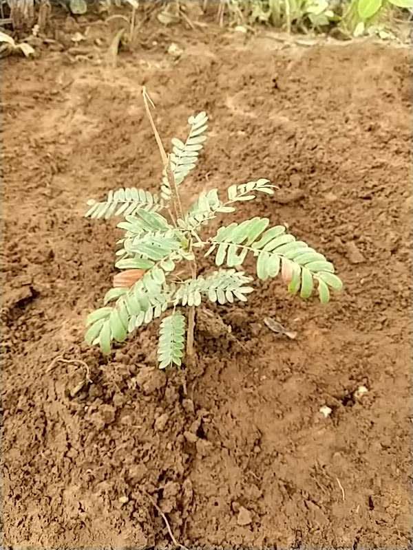 tree image