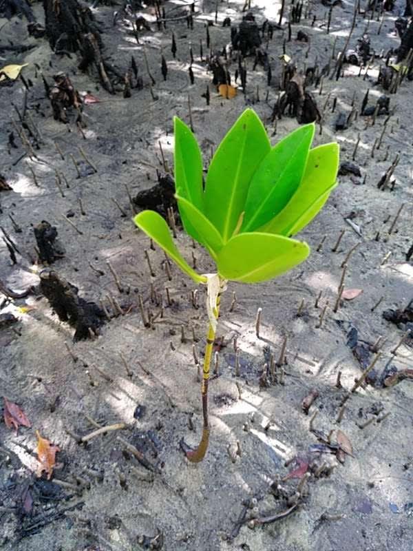 tree image
