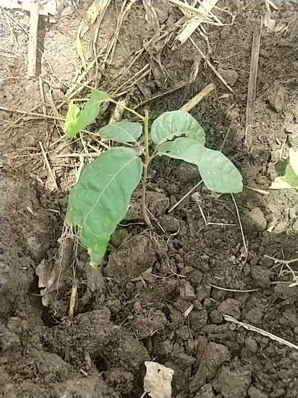 tree image