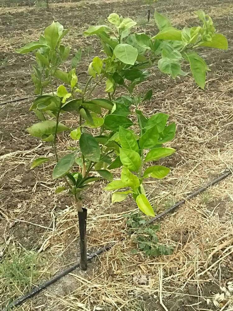tree image