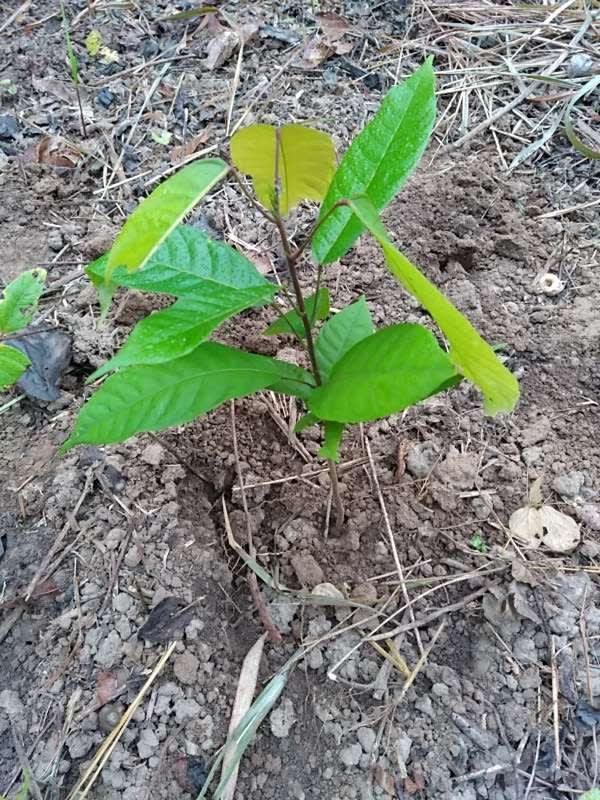 tree image