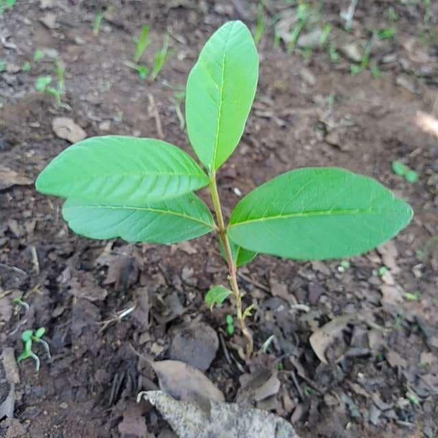 tree image