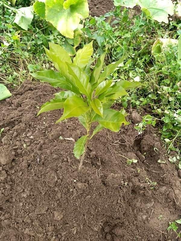 tree image