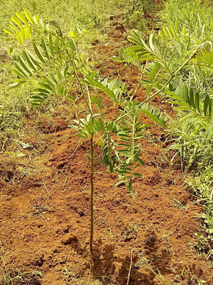tree image