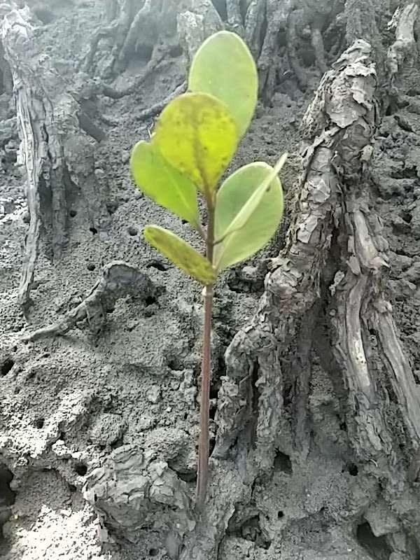 tree image