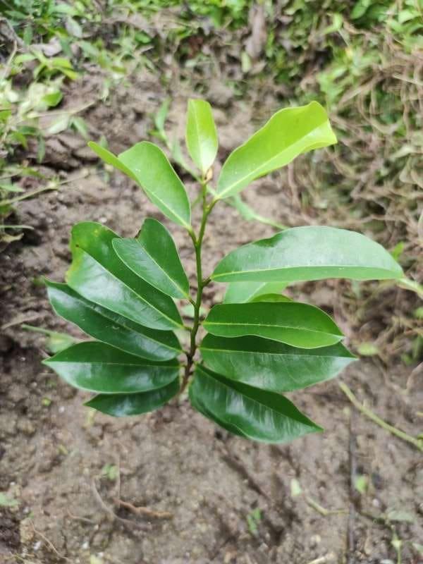 tree image