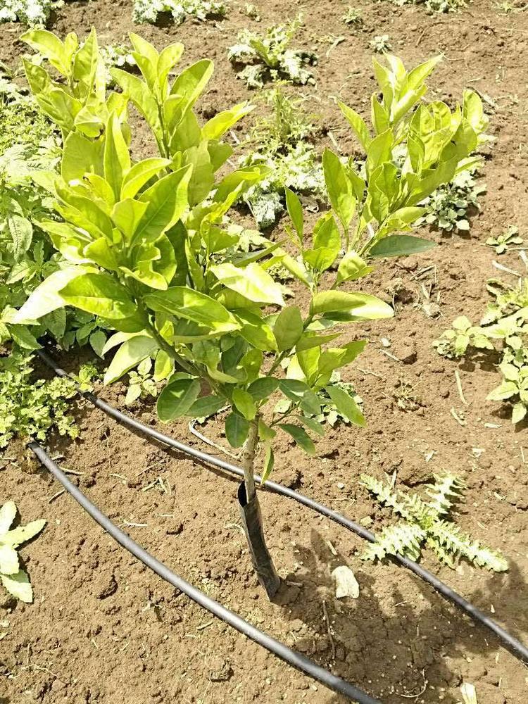 tree image