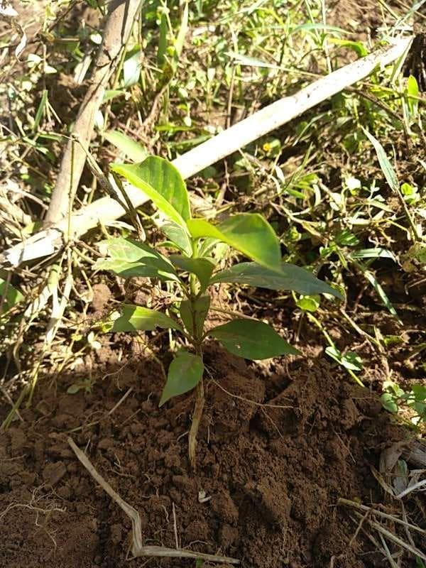 tree image