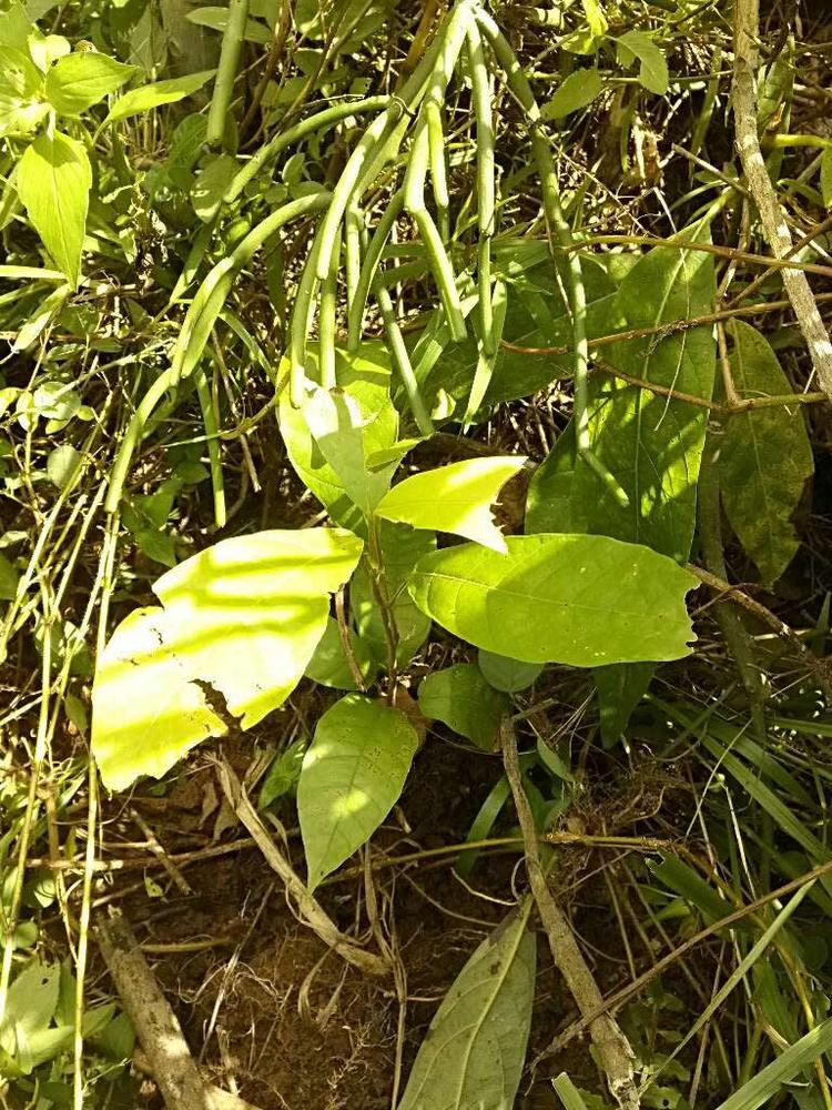 tree image