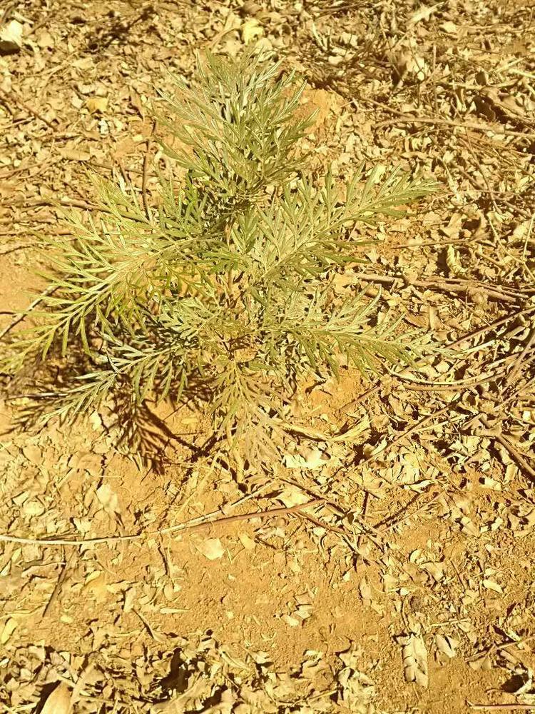 tree image