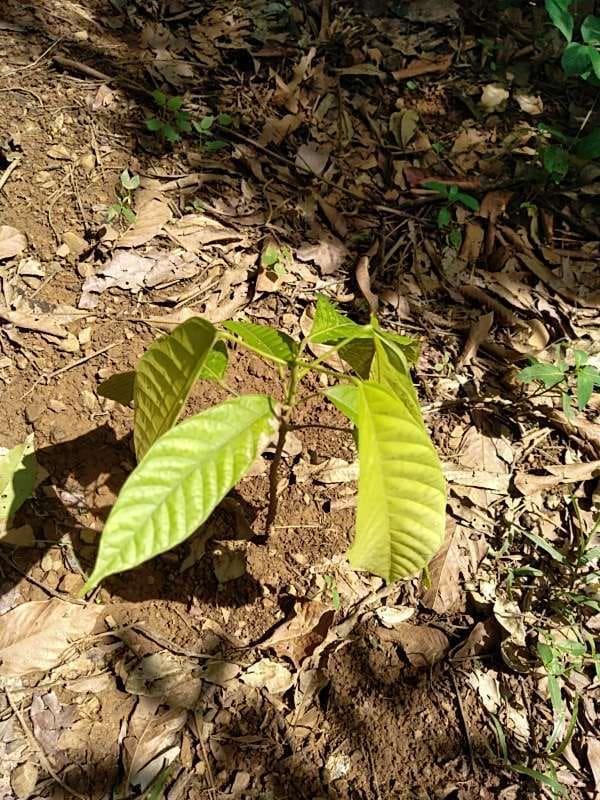 tree image