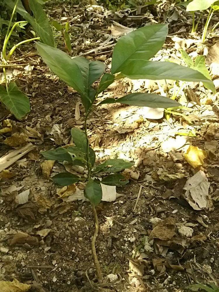 tree image