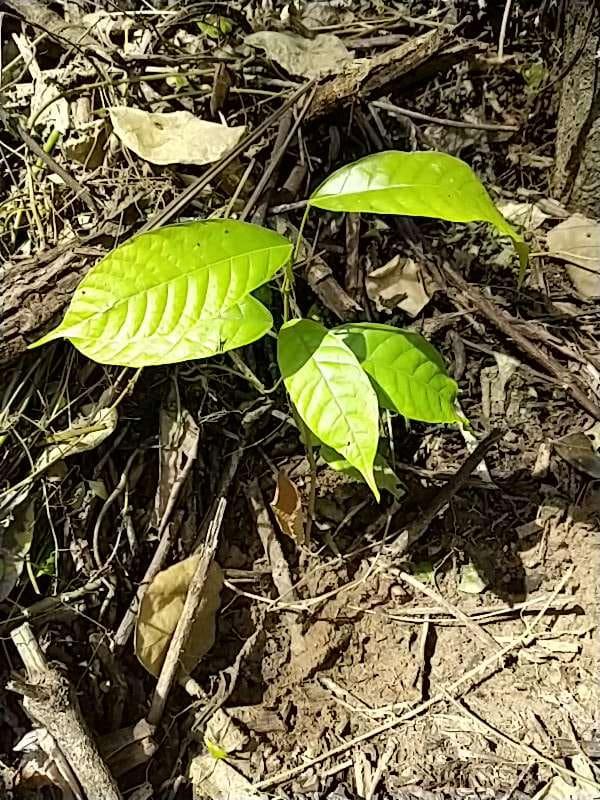 tree image