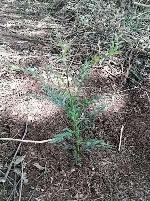 tree image
