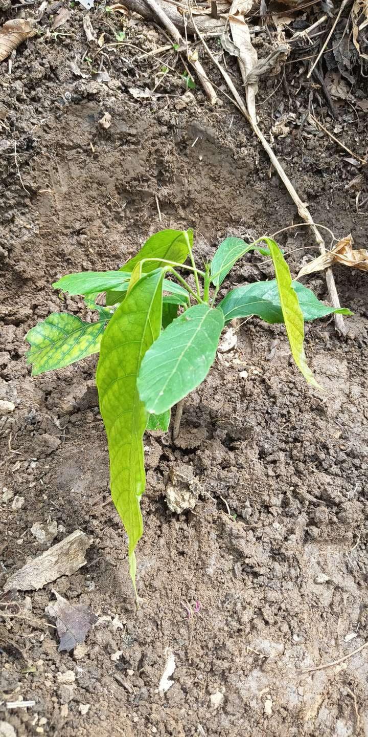 tree image
