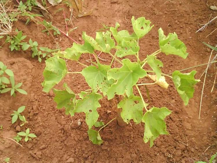 tree image