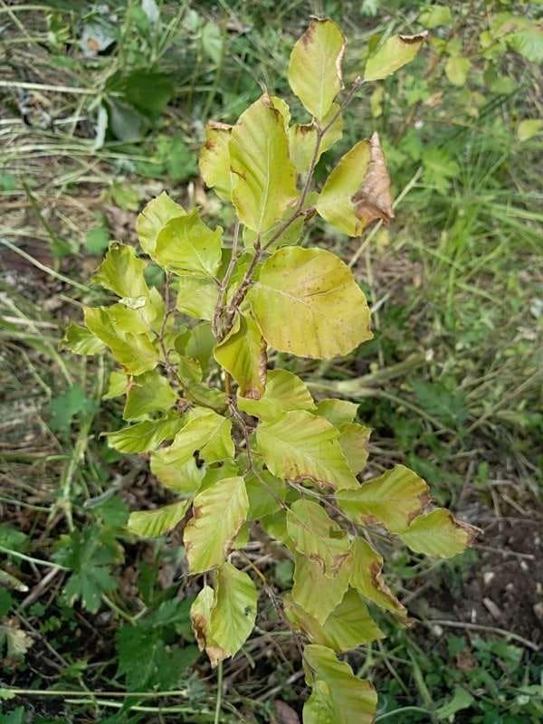 tree image