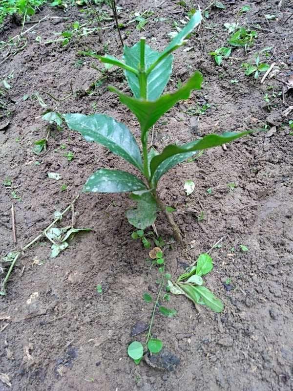 tree image