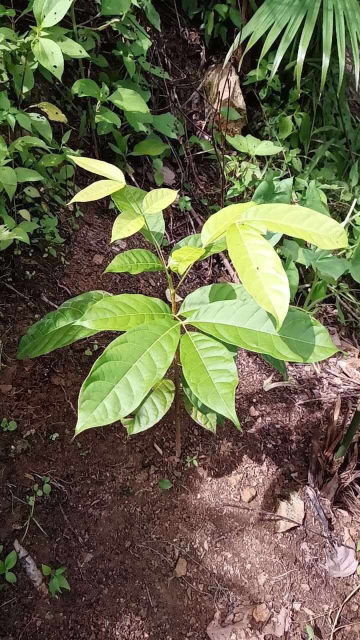 tree image