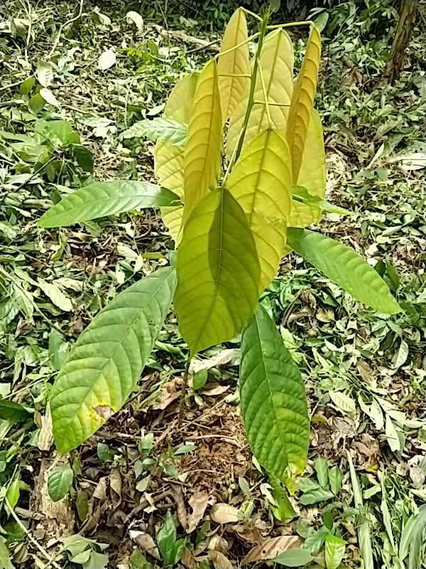 tree image