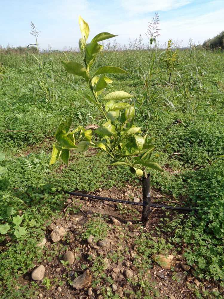 tree image