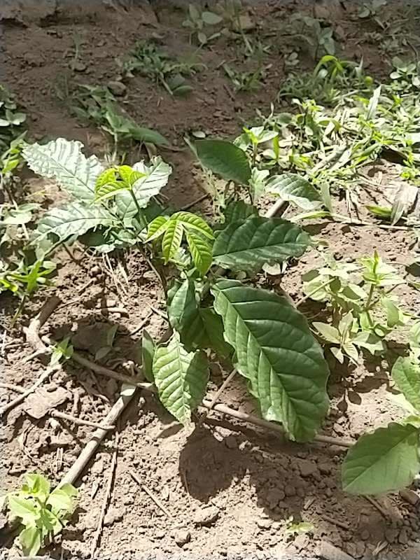 tree image