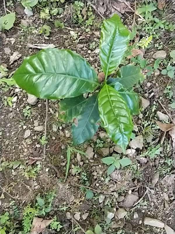 tree image