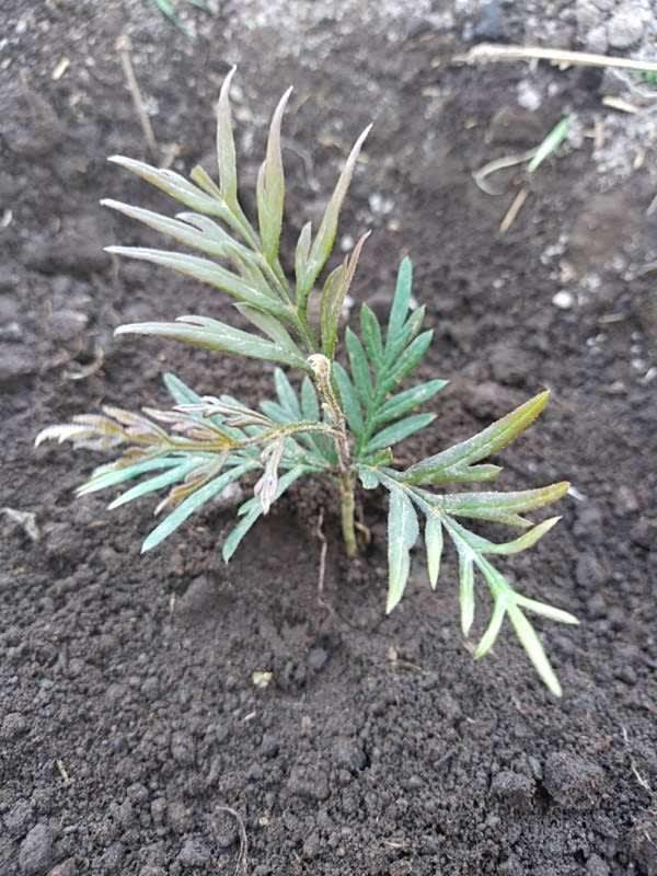 tree image