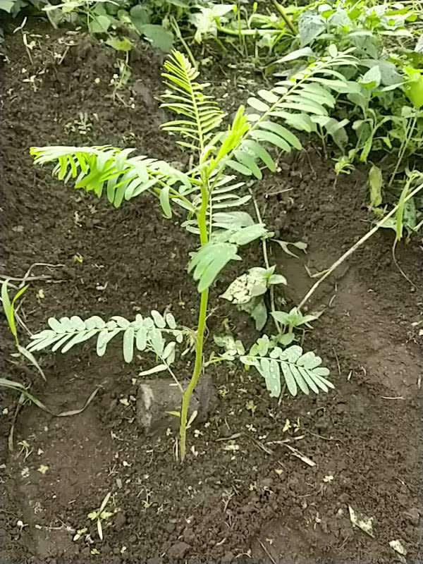 tree image