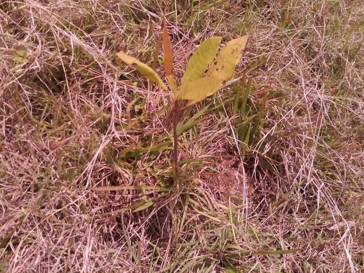tree image