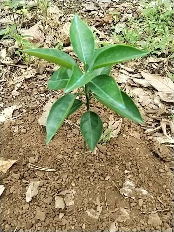 tree image