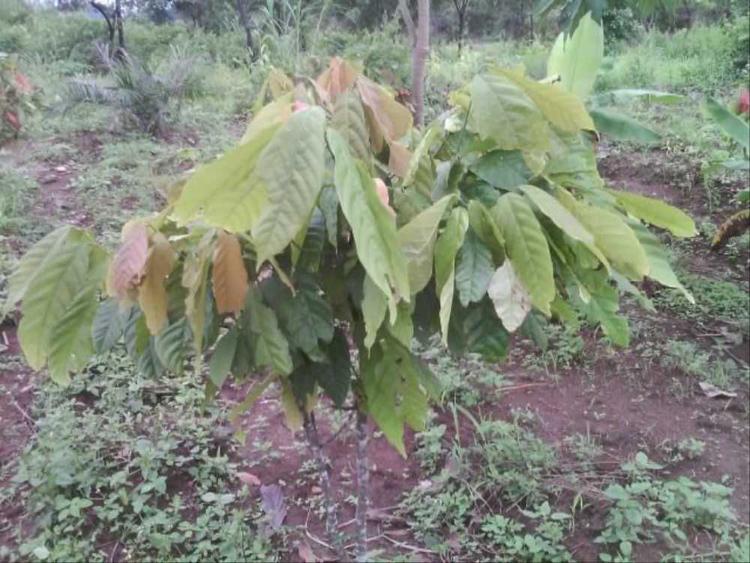 tree image