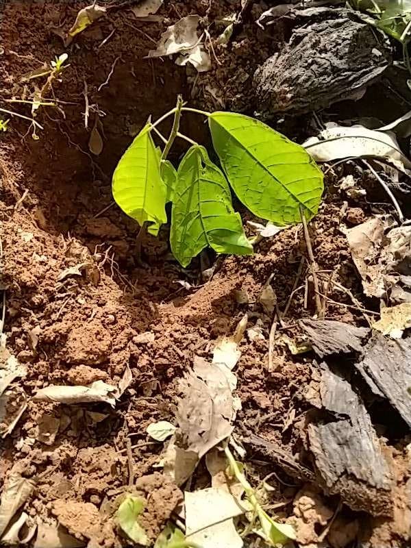 tree image