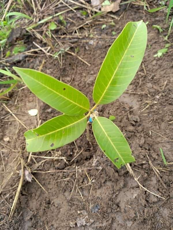 tree image