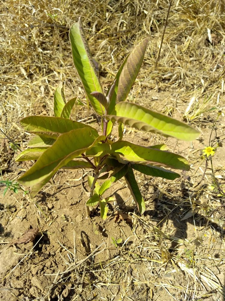 tree image